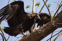 Hooded Vulture - Gambia